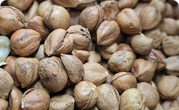 Avellana europea natural